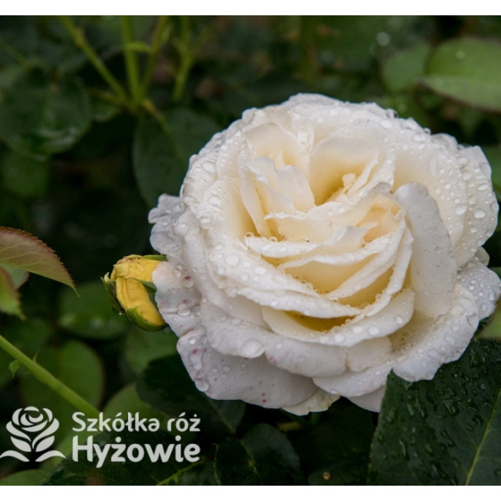 Róża wielkokwiatowa kremowa 'Chopin' | Szkółka Róż Hyżowie |