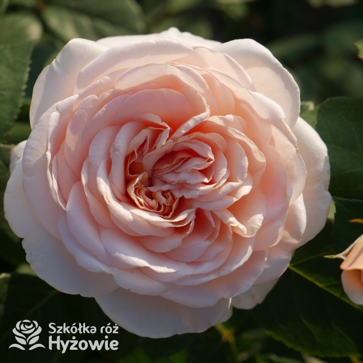 Róża wielkokwiatowa Courage® | Szkółka Róż Hyżowie | Kordes Rosen