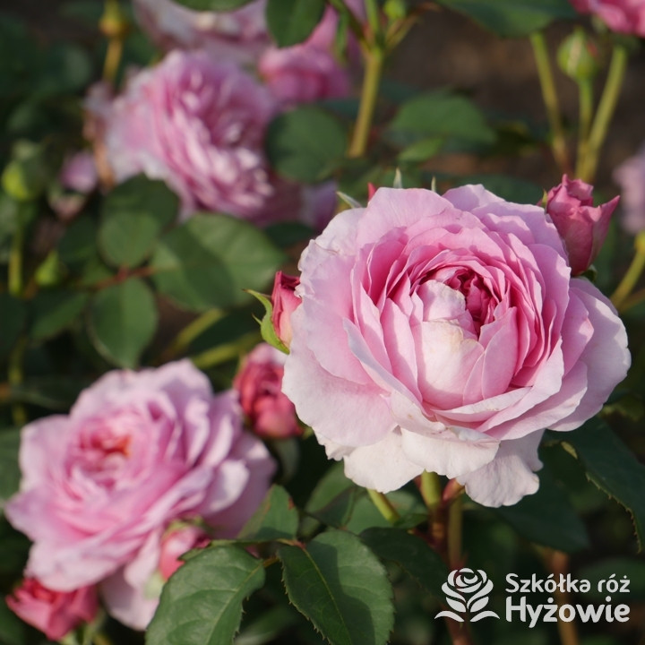 Róża wielkokwiatowa Eisvogel® | Szkółka Róż Hyżowie | Rosen Tantau