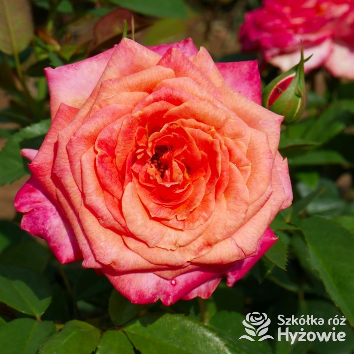 Róża wielkokwiatowa Feurio® | Szkółka Róż Hyżowie | Kordes Rosen
