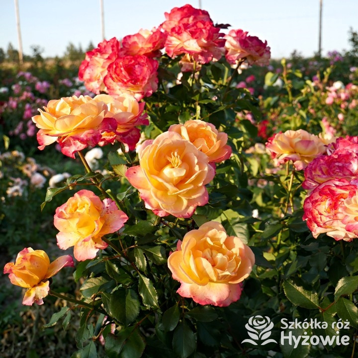 Róża wielkokwiatowa Flaming Star® | Szkółka Róż Hyżowie | Kordes Rosen
