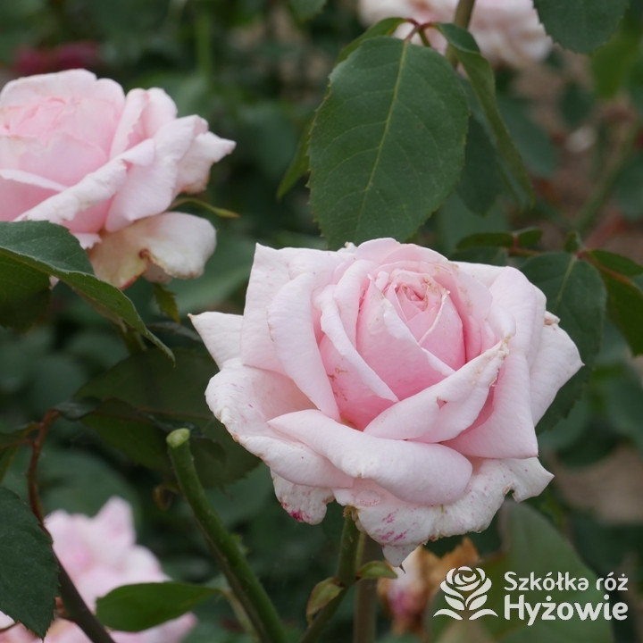 Róża wielkokwiatowa Frederic Mistral®| Szkółka Róż Hyżowie | Meilland