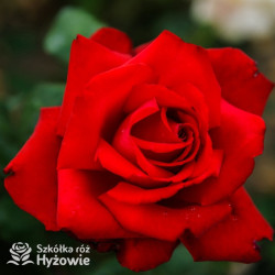 Grande Amore® - Róże Wielkokwiatowe -