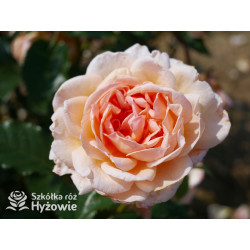 Großherzogin Luise® - Róże silnie pachnące - 