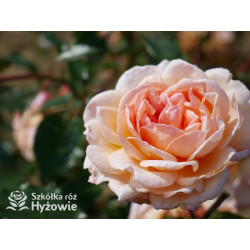 Großherzogin Luise® - Róże silnie pachnące - 