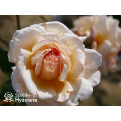 Großherzogin Luise® - Róże silnie pachnące - 