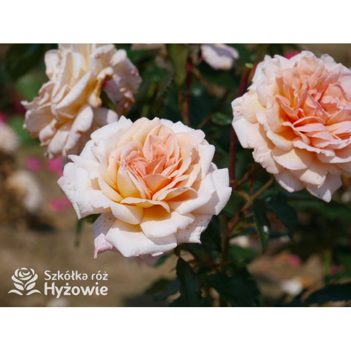 Großherzogin Luise® - Róże silnie pachnące - 