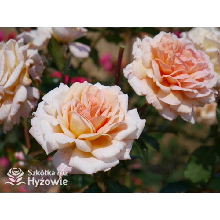 Großherzogin Luise® - Róże silnie pachnące - 