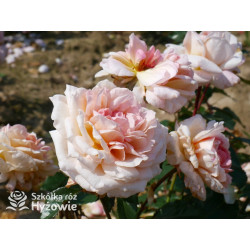 Großherzogin Luise® - Róże silnie pachnące - 