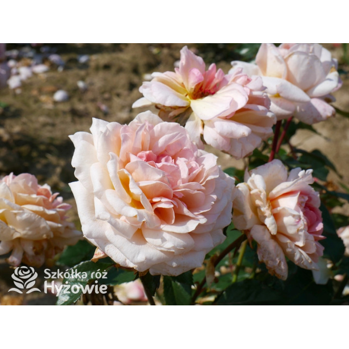 Großherzogin Luise® - Róże silnie pachnące - 