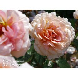 Großherzogin Luise® - Róże silnie pachnące - 