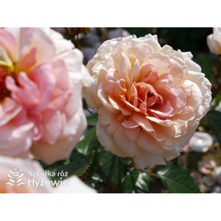 Großherzogin Luise® - Róże silnie pachnące - 