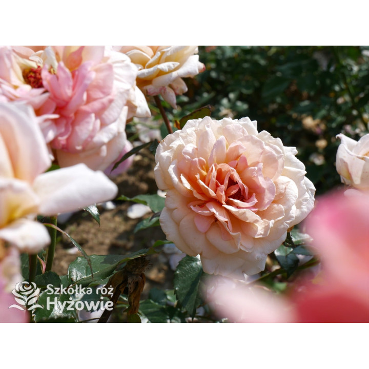 Großherzogin Luise® - Róże silnie pachnące - 