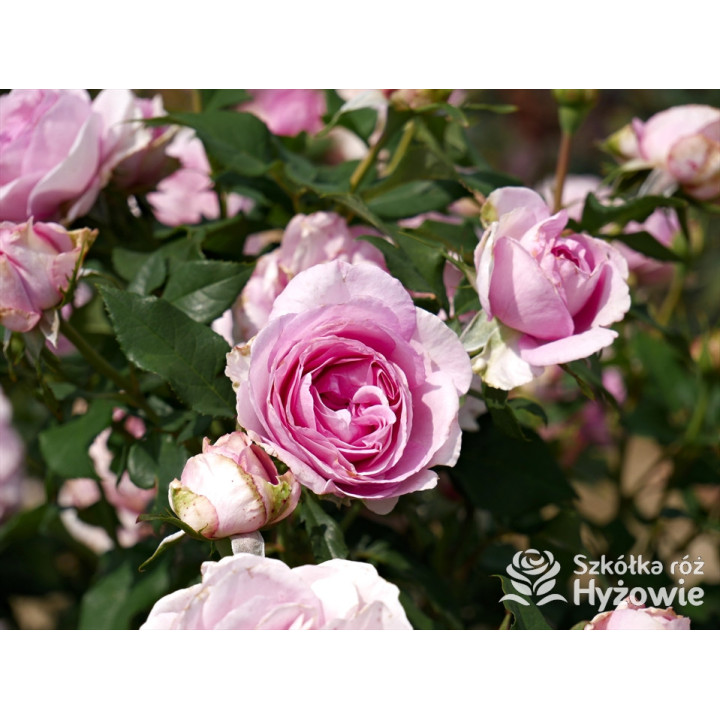 Königin Marie® - Róże silnie pachnące - 