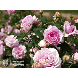 Königin Marie® - Róże silnie pachnące - 