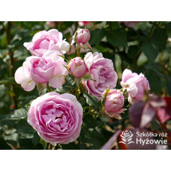 Königin Marie® - Róże silnie pachnące - 