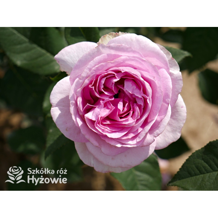 Königin Marie® - Róże silnie pachnące - 