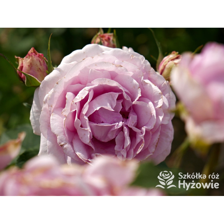 Königin Marie® - Róże silnie pachnące - 