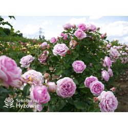 Königin Marie® - Róże silnie pachnące - 