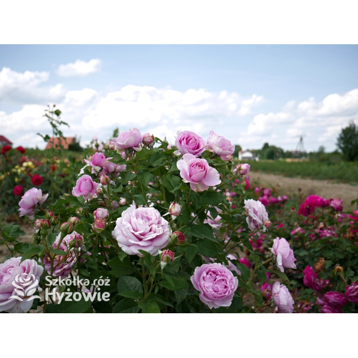 Königin Marie® - Róże silnie pachnące - 