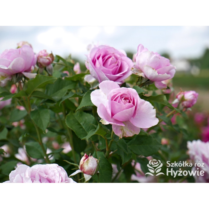 Königin Marie® - Róże silnie pachnące - 