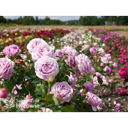 Königin Marie® - Róże silnie pachnące - 