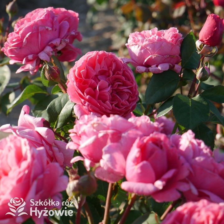 Róża Line Reenaud | Szkółka Róż Hyżowie | Meilland International