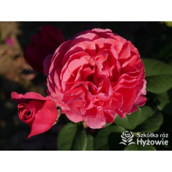 Line Renaud® / Elbflorenz® - Róże Wielkokwiatowe - 