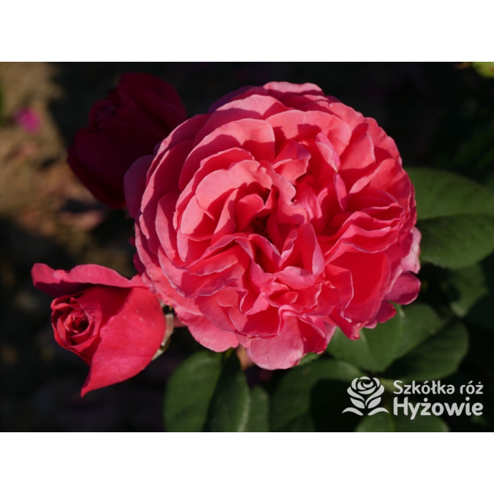 Line Renaud® / Elbflorenz® - Róże Wielkokwiatowe - 