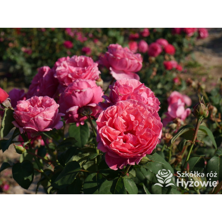 Line Renaud® / Elbflorenz® - Róże Wielkokwiatowe - 