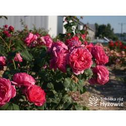 Line Renaud® / Elbflorenz® - Róże Wielkokwiatowe - 