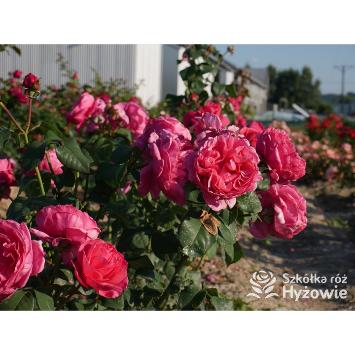 Line Renaud® / Elbflorenz® - Róże Wielkokwiatowe - 