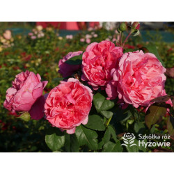 Line Renaud® / Elbflorenz® - Róże Wielkokwiatowe - 