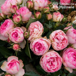 Lovely Rokoko® - Róże Rabatowe -