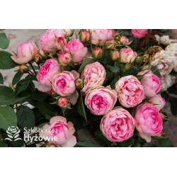 Lovely Rokoko® - Róże Rabatowe -  Lovely Rokoko® - Róże Rabatowe -