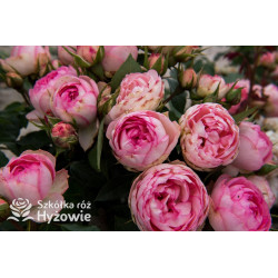 Lovely Rokoko® - Róże Rabatowe -  Lovely Rokoko® - Róże Rabatowe -
