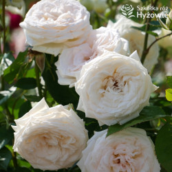 Madame Anisette® - Róże silnie pachnące -