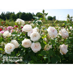 Madame Anisette® - Róże silnie pachnące - 