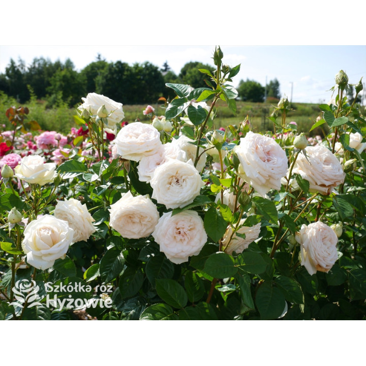 Madame Anisette® - Róże silnie pachnące - 