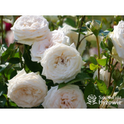 Madame Anisette® - Róże silnie pachnące - 