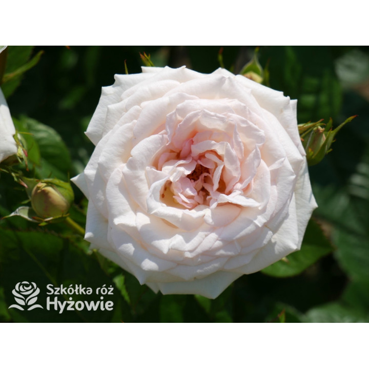 Madame Anisette® - Róże silnie pachnące - 