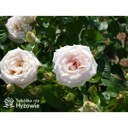 Madame Anisette® - Róże silnie pachnące - 