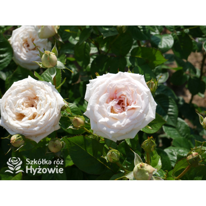 Madame Anisette® - Róże silnie pachnące - 