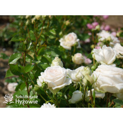 Madame Anisette® - Róże silnie pachnące - 