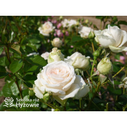 Madame Anisette® - Róże silnie pachnące - 