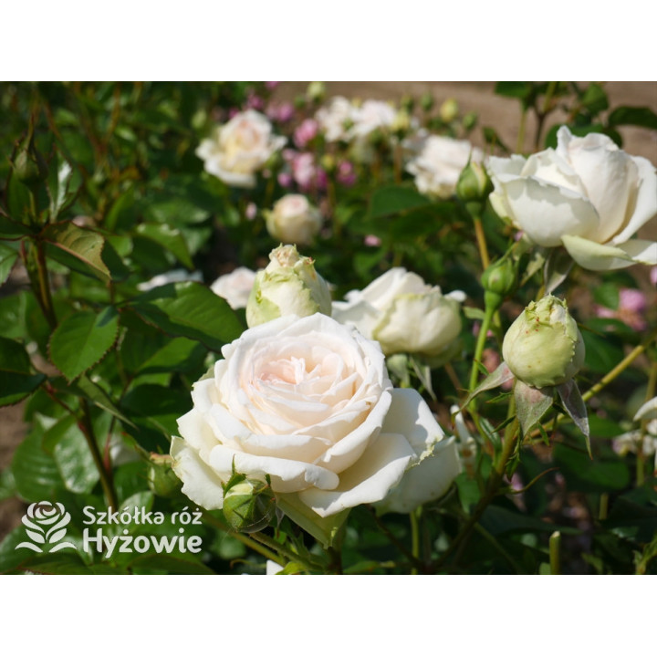 Madame Anisette® - Róże silnie pachnące - 