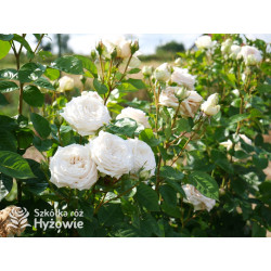 Madame Anisette® - Róże silnie pachnące - 