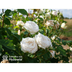 Madame Anisette® - Róże silnie pachnące - 