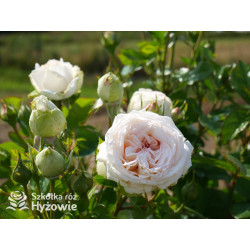 Madame Anisette® - Róże silnie pachnące - 