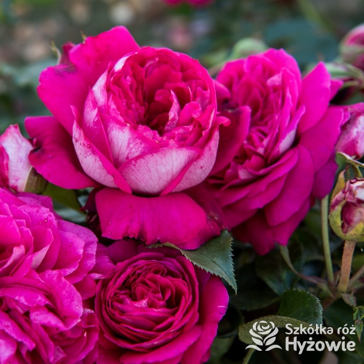 Róża nostalgiczna Maxim®| Szkółka Róż Hyżowie | Rosen Tantau
